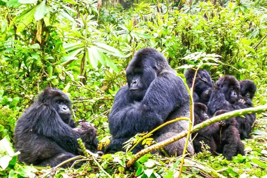 Rwanda Tour Packages with The Royal Ride Dubai